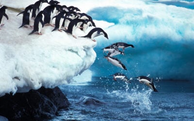 The Real Work of Leading Organizational Change